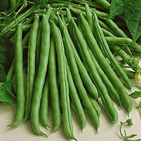 Tenderette, Bean Seeds - Packet (2 oz.) image number null